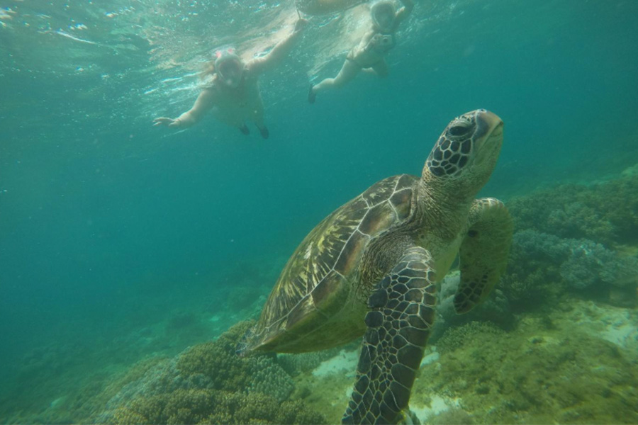 Discover Apo Island A Hidden Paradise Beneath and Beyond the Waves